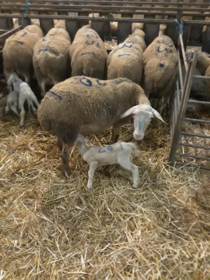 Eco Gite A La Ferme Villa Campagnac  Dış mekan fotoğraf