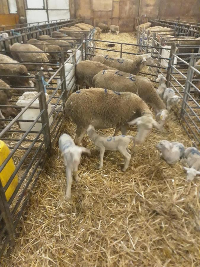 Eco Gite A La Ferme Villa Campagnac  Dış mekan fotoğraf